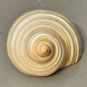 Polished Turbo seashell Turbo borgese Goldmouth Turbo